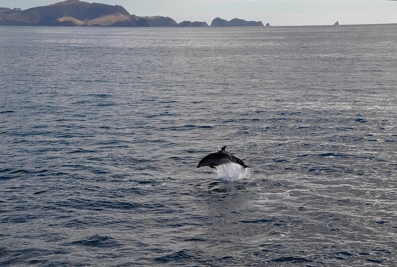 bay of islands dolphin
