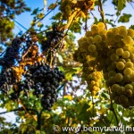 grapes in italy