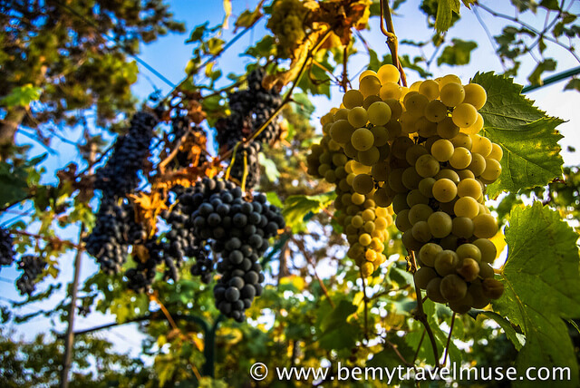 grapes in italy