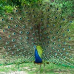 sri lankan peacock