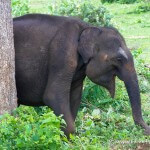 sri lankan elephant