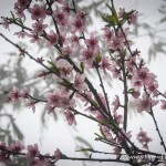cherry blossoms vietnam
