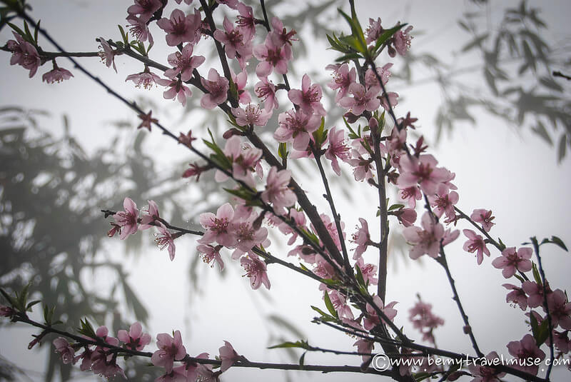 cherry blossoms vietnam