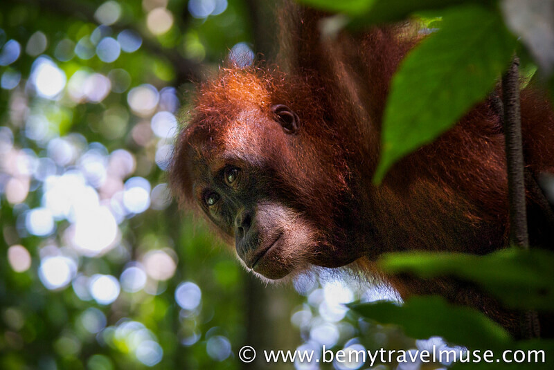 Sumatra Orangutan