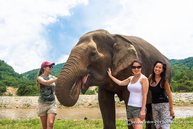 elephant nature park things to do in chiang mai
