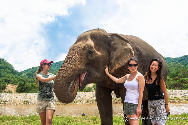 elephant nature park chiang mai