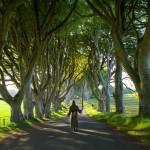 dark hedges