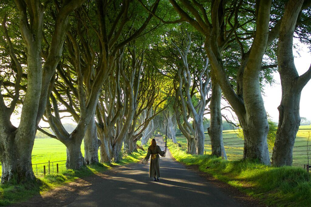 dark hedges