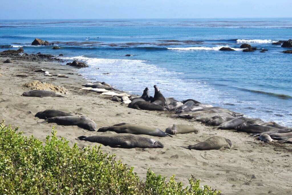 Where to see Sea Lions & Seals on the Pacific Coast Highway, Holiday  Articles