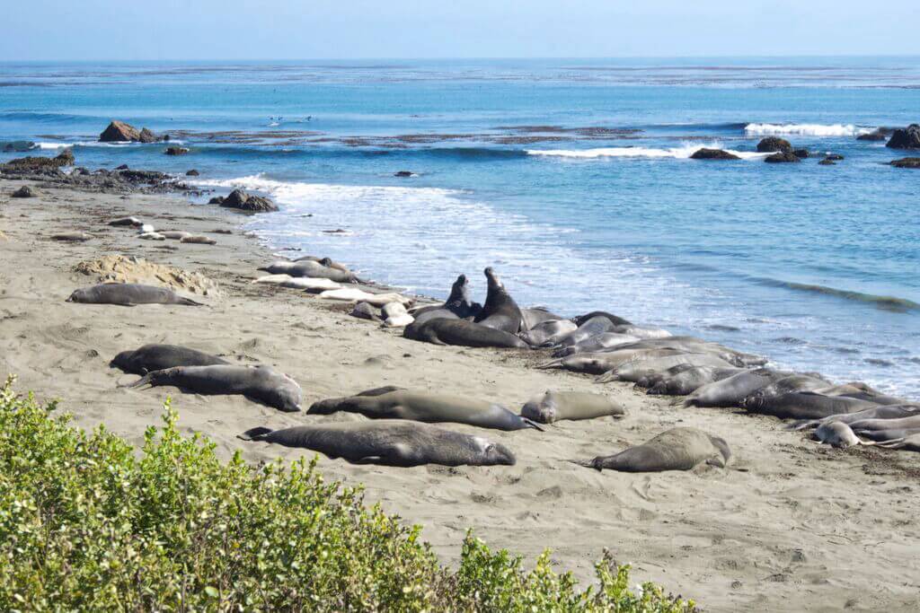 elephant seals