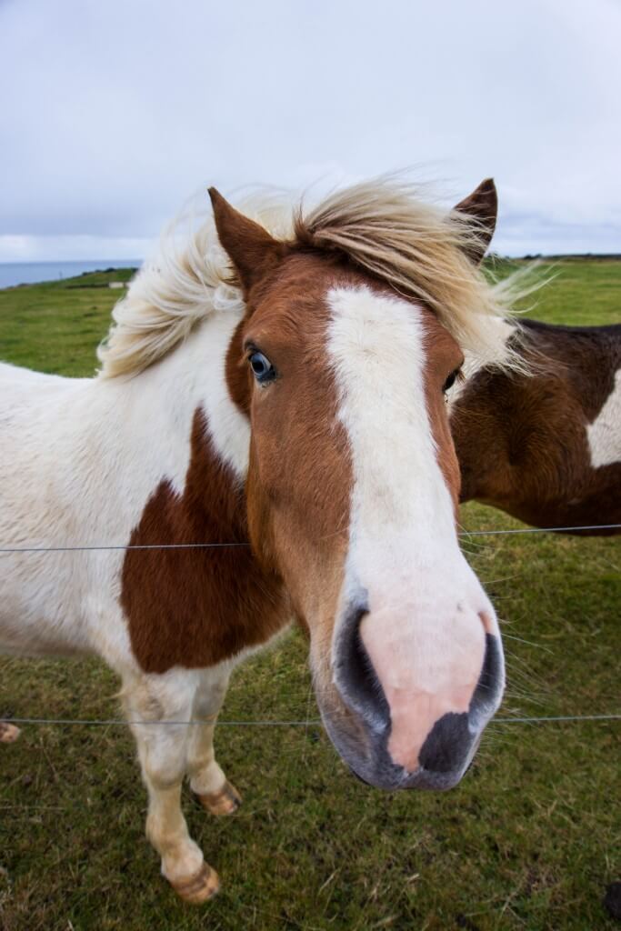 iceland golden circle self drive Icelandic pony