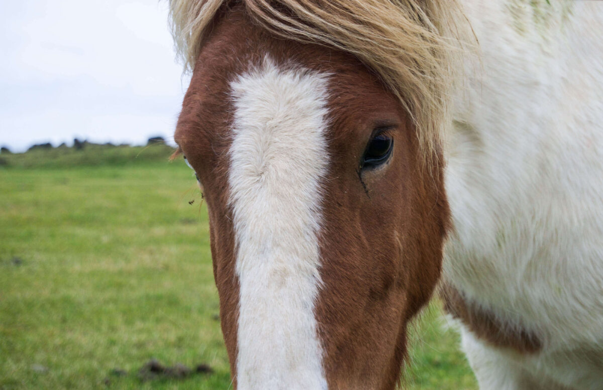 Icelandic pony