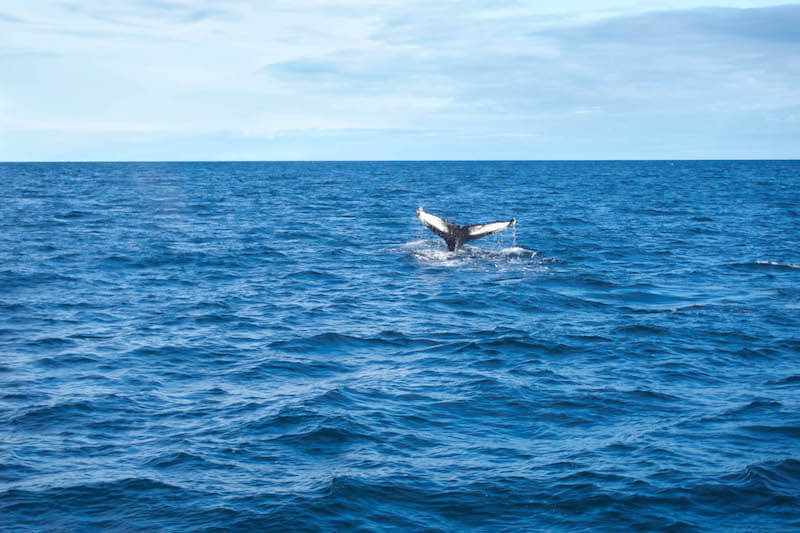 Husavik Whale watching