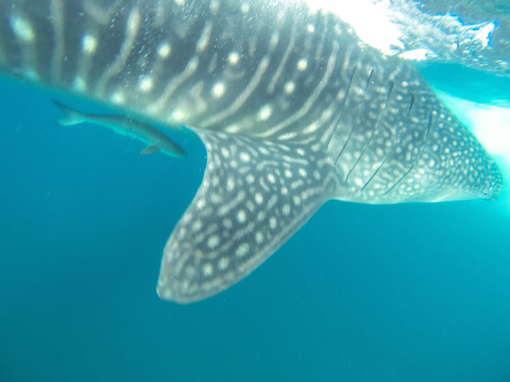 whale shark mozambique