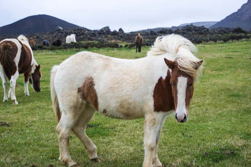 iceland golden circle self drive icelandic pony