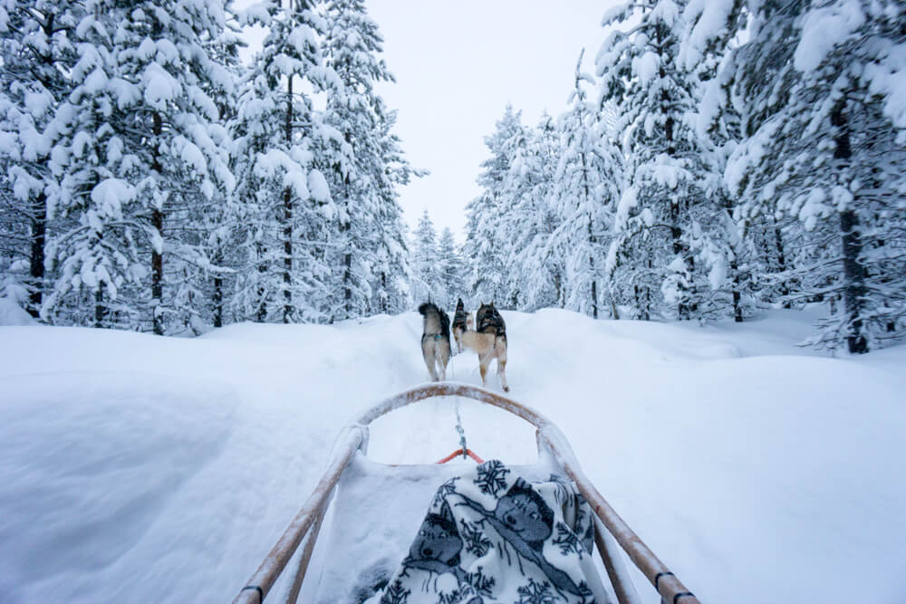 husky sledding