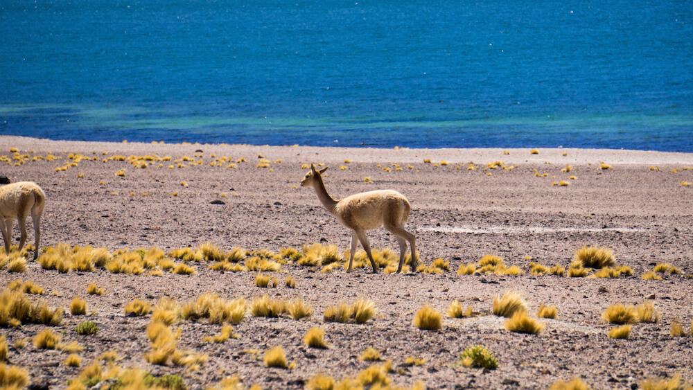 camping san pedro de atacama