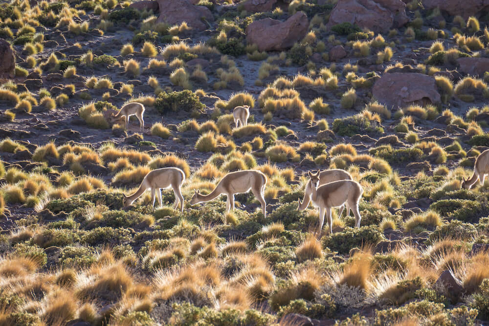 camping san pedro de atacama