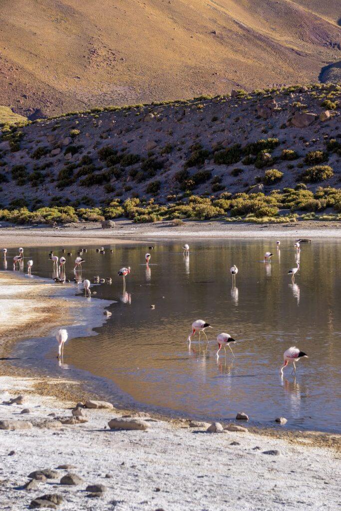 camping san pedro de atacama