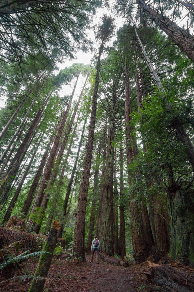 coast redwood