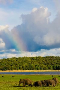 There are several wild elephant nature preserves scattered throughout Sri Lanka. Here is a review of a safari at two of them: Yala and Minneriya.