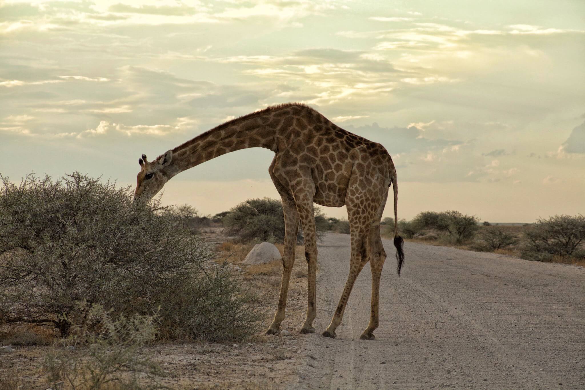 Giraffe-in-NAmibia.jpg