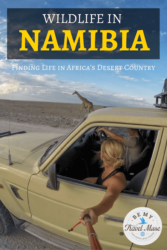 Where to go to find the best game reserves and wildlife sightings in Namibia, including wild horses, elephants, and giraffes. All about Etosha and more!
