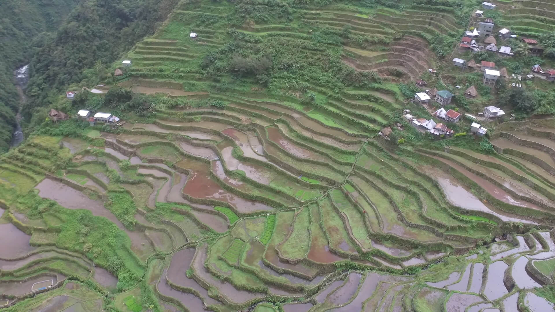 Batad rice fields banaue rice terraces