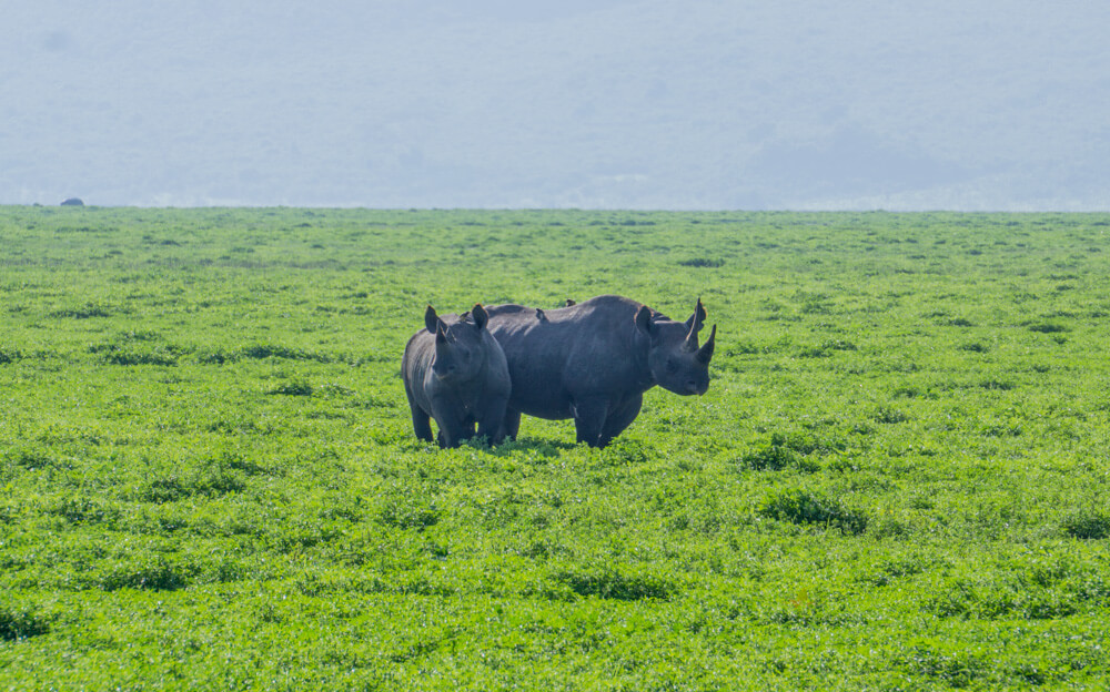 ngorongoro crater guide