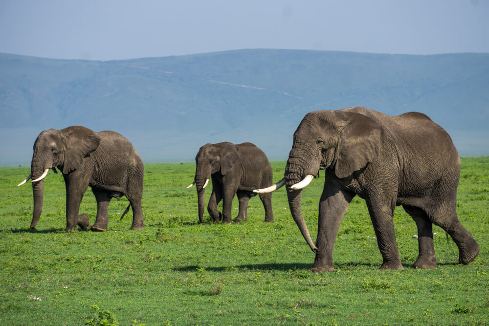 ngorongoro crater guide