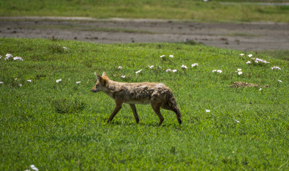 ngorongoro crater guide