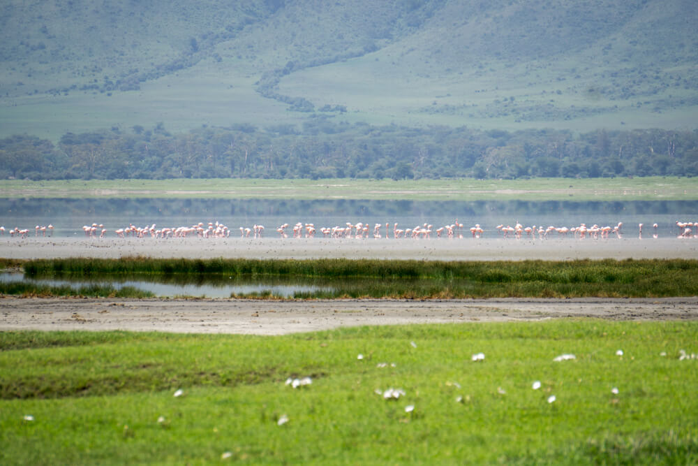 ngorongoro crater guide