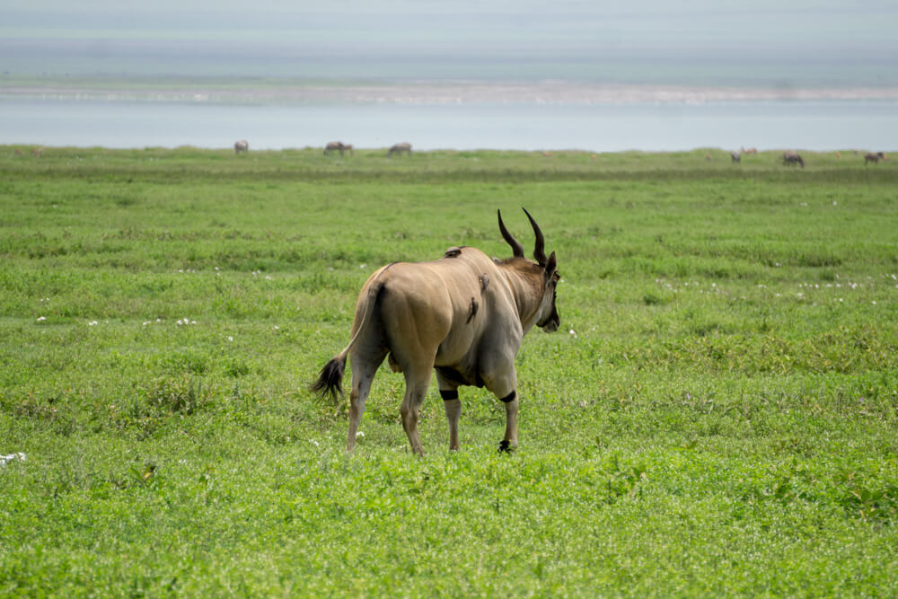 ngorongoro crater guide