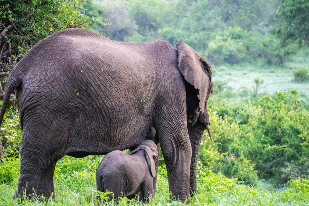 ngorongoro crater guide