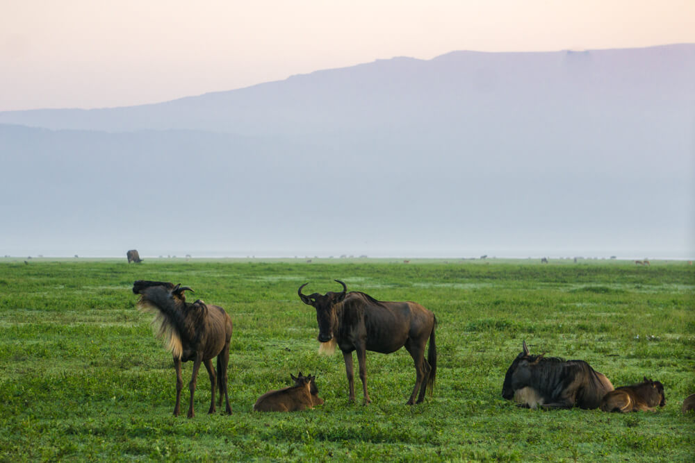 ngorongoro crater guide