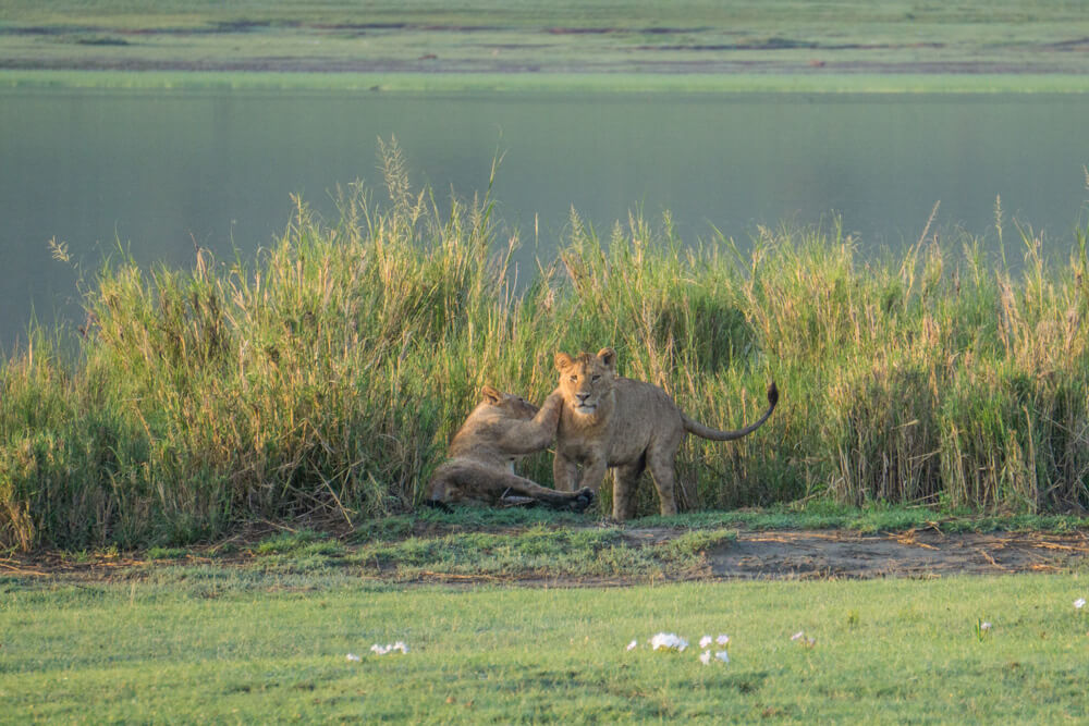 ngorongoro crater guide