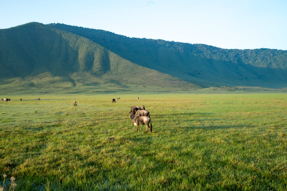 ngorongoro crater guide