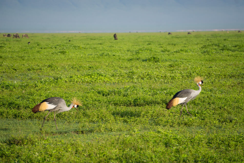 ngorongoro crater guide