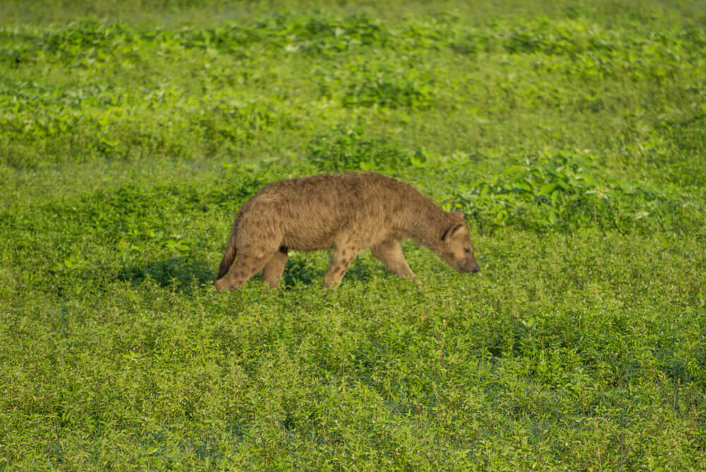 ngorongoro crater guide