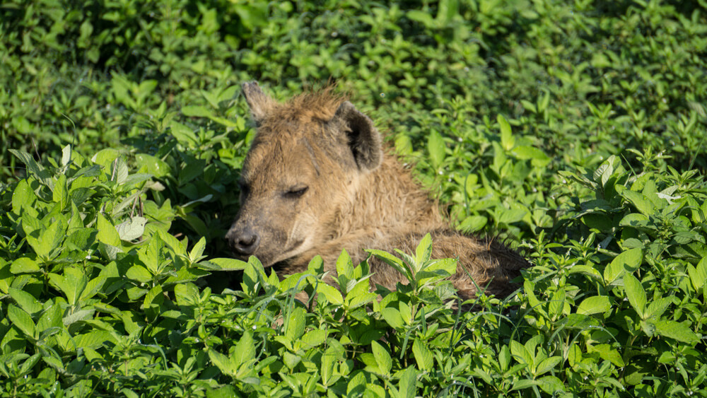 ngorongoro crater guide