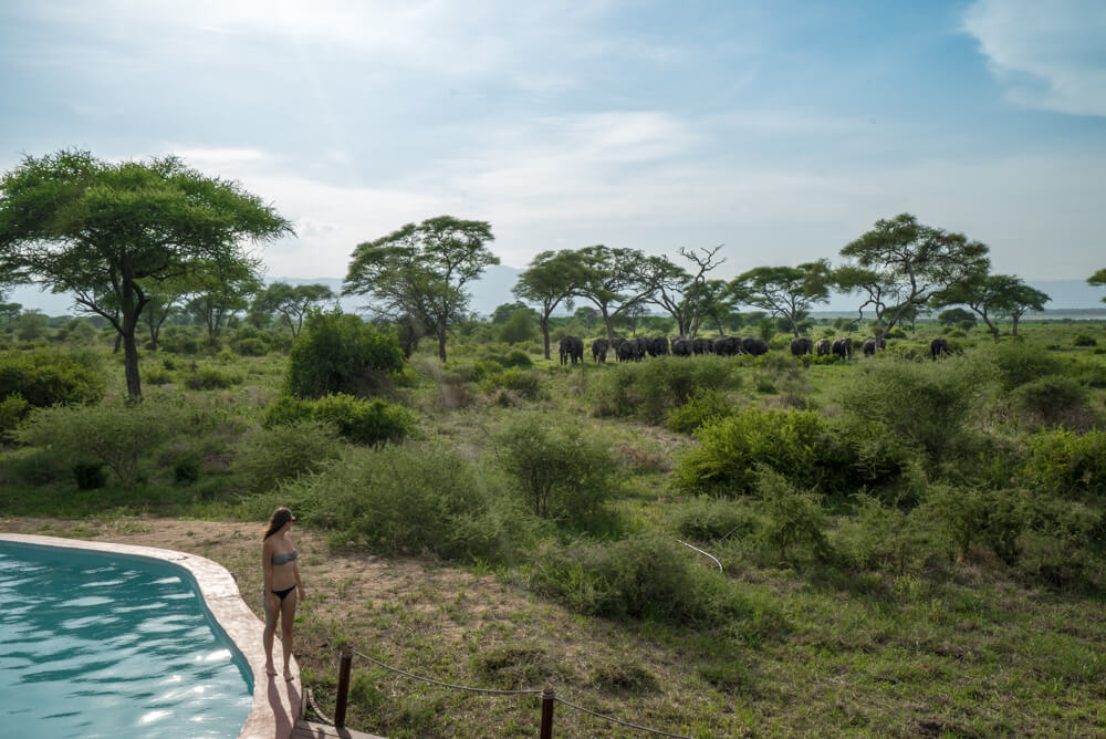 how to book an affordable serengeti safari