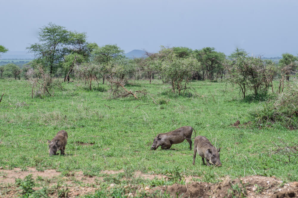 how to book an affordable serengeti safari