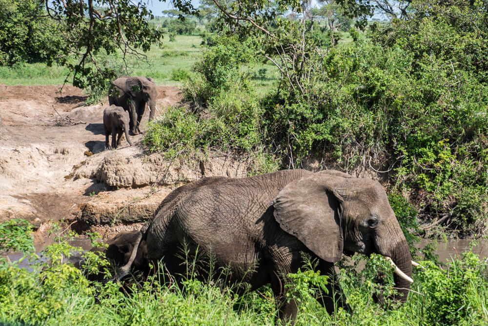 how to book an affordable serengeti safari