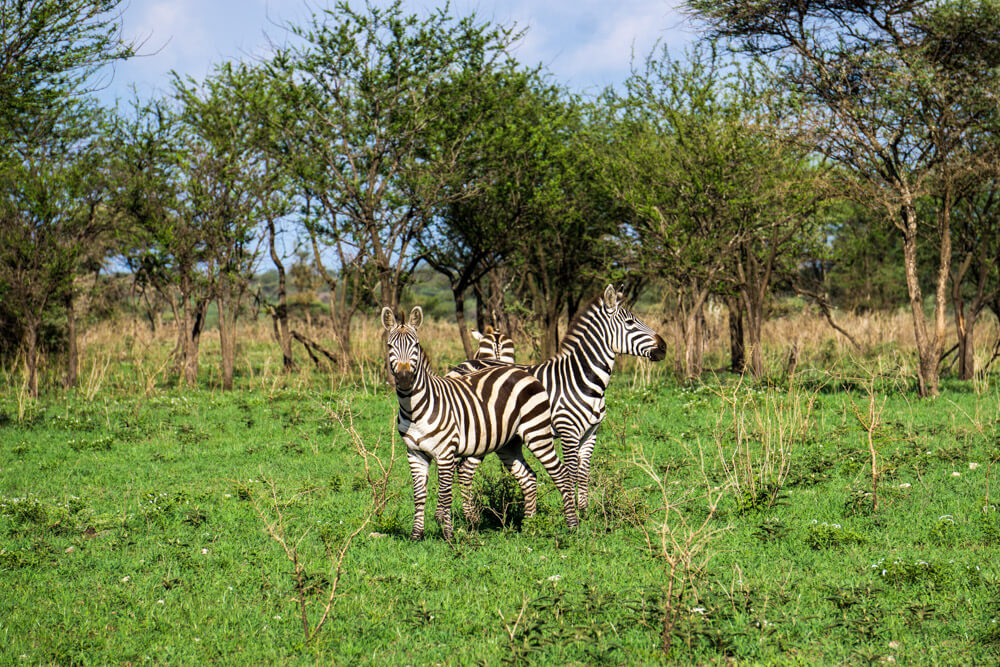 how to book an affordable serengeti safari