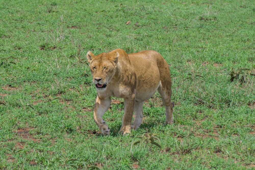 how to book an affordable serengeti safari