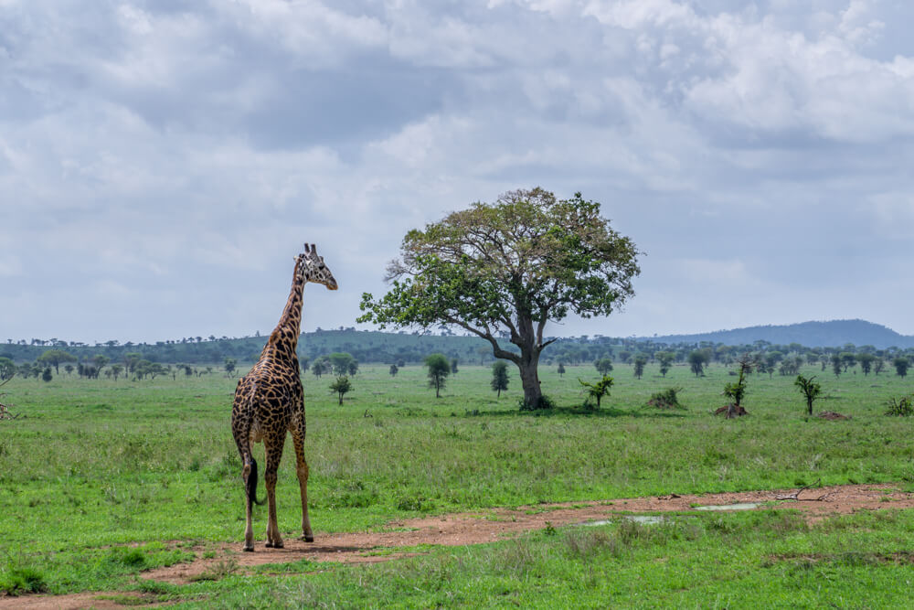 how to book an affordable serengeti safari