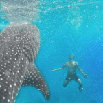 SWIMMING WITH WHALE SHARKS OSLOB CEBU