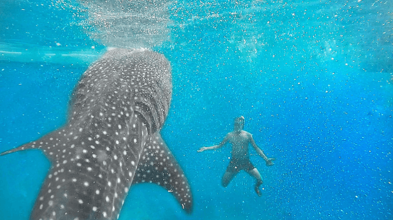 SWIMMING WITH WHALE SHARKS OSLOB CEBU