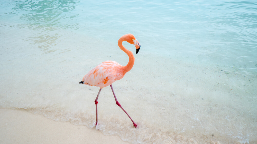 flamingo island aruba