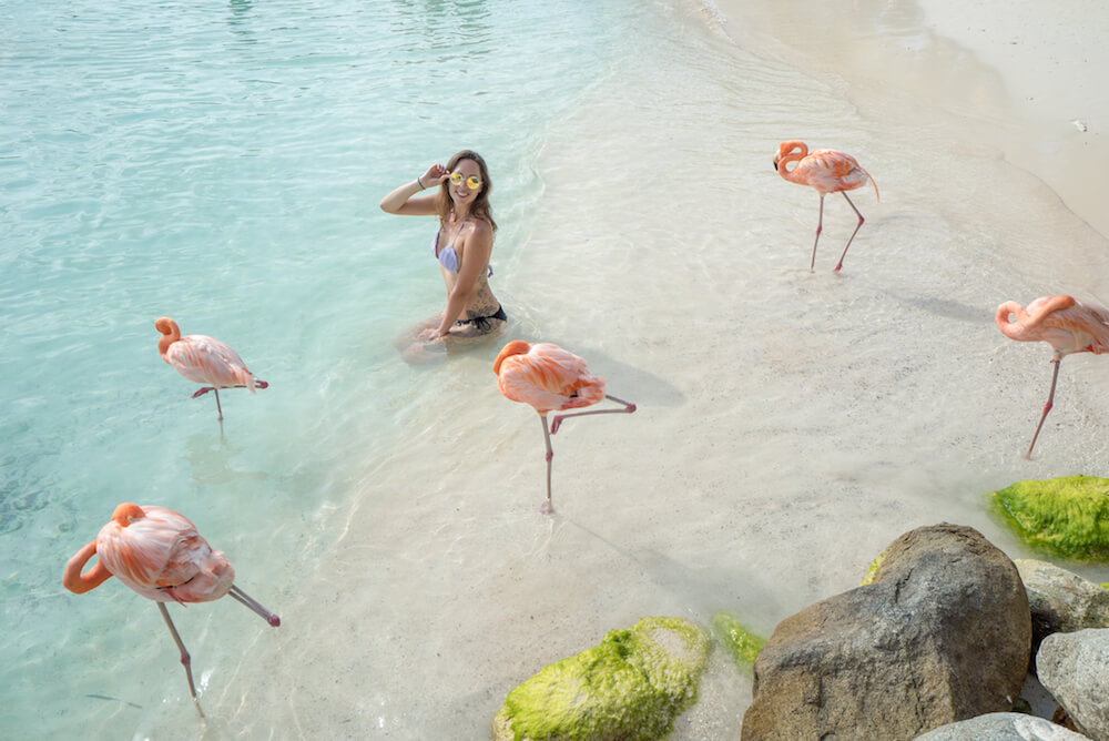 flamingos aruba